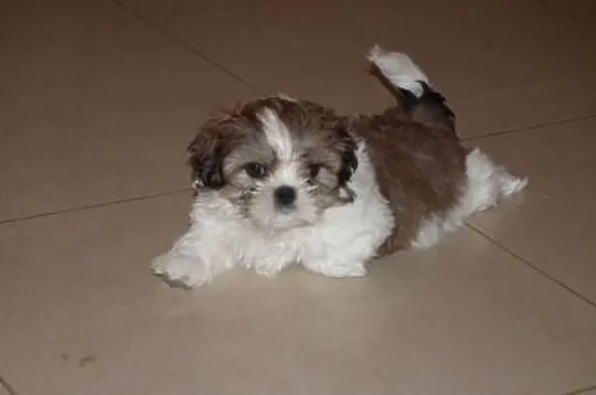 Shih tzu