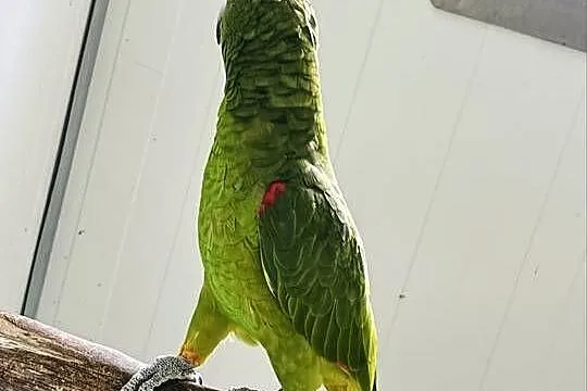 Amazonka surinamska samiec 2018r, Wielkopolskie, Koło