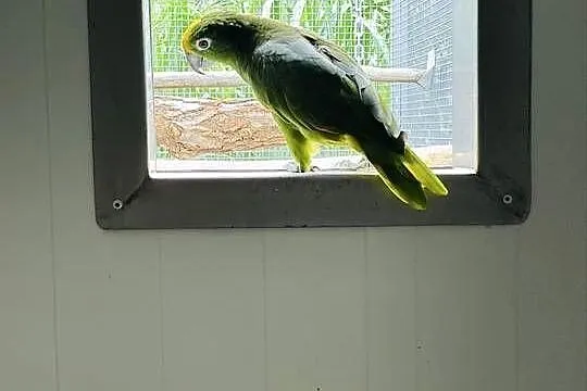 Amazonka surinamska samiec 2018r, Wielkopolskie, Koło