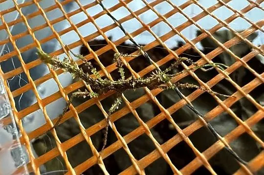 Straszyki na sprzedaż, różne gatunki, proszę pytać, Śląskie, Jastrzębie-Zdrój