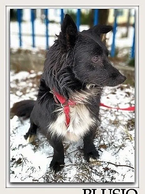 Mały 8 kg,wesoły,łagodny,tulaśny,rodzinny piesek PLUSIO.Adopcja., , Wrocław
