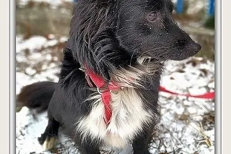 Mały 8 kg,wesoły,łagodny,tulaśny,rodzinny piesek PLUSIO.Adopcja., , Wrocław