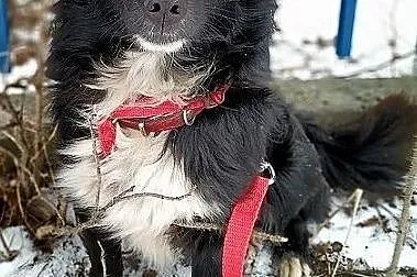 Mały 8 kg,wesoły,łagodny,tulaśny,rodzinny piesek PLUSIO.Adopcja., , Wrocław