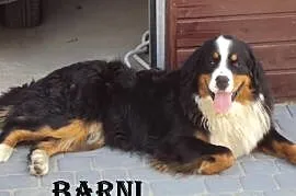 Berneński pies pasterski - reproduktor, Mieścisko