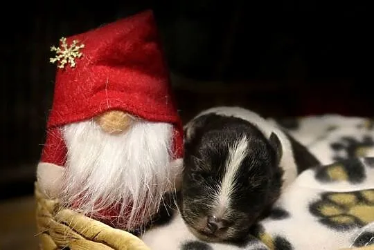 Szczenięta sheltie linia amerykańska owczarek szetlandzki ZKwP/FCI, Lubuskie, Gorzów Wielkopolski