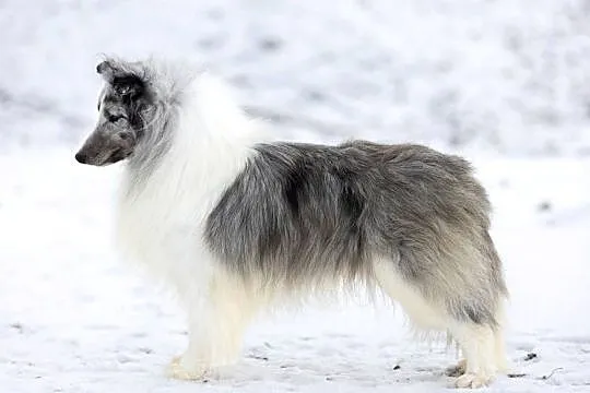 Szczenięta sheltie linia amerykańska owczarek szetlandzki ZKwP/FCI, Lubuskie, Gorzów Wielkopolski