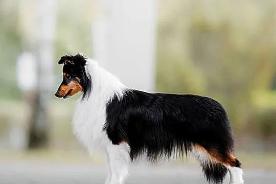 Szczenięta sheltie linia amerykańska owczarek szetlandzki ZKwP/FCI, Lubuskie, Gorzów Wielkopolski