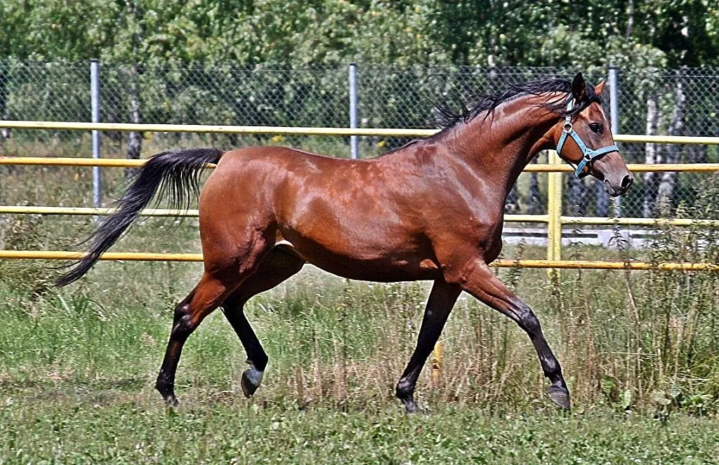 Klacz arabska, mloda, wysoka zrebna, ,