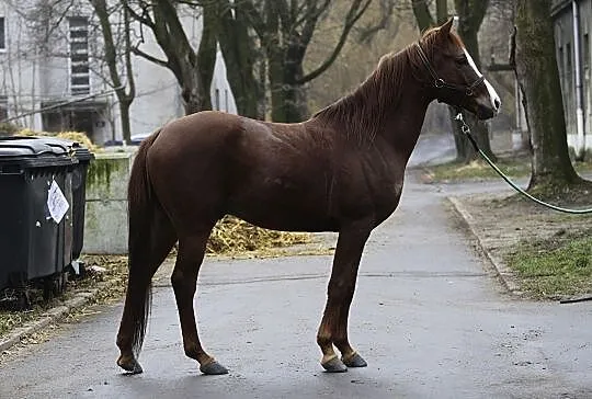 Klacz arabska, mloda, wysoka zrebna, , 