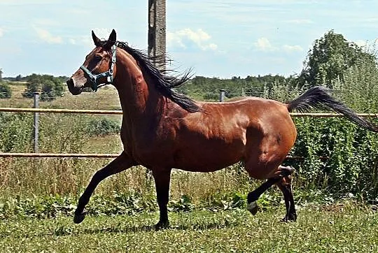 Klacz arabska, mloda, wysoka zrebna, , 