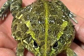 Afrykańska żaba byk (Pyxicephalus adspersus