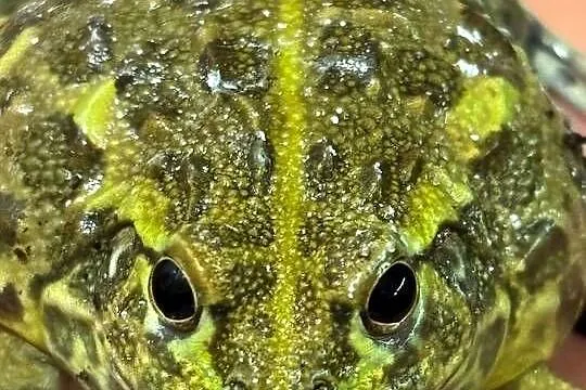 Afrykańska żaba byk (Pyxicephalus adspersus, Warmińsko-mazurskie, Olsztyn