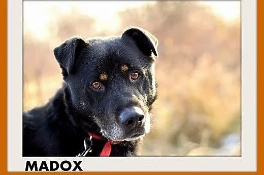 MADOX,17kg,łagodny,rodzinny,przyjazny pies.ADOPCJA