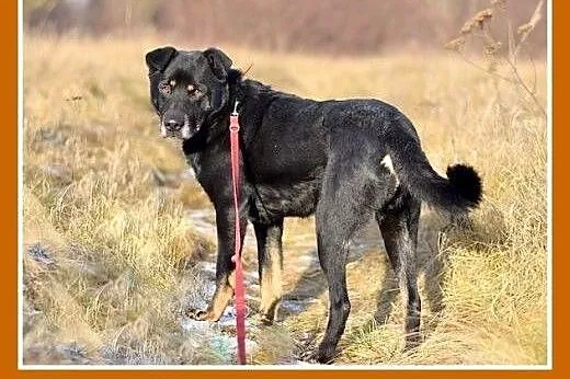 MADOX,17kg,łagodny,rodzinny,przyjazny pies.ADOPCJA