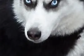 Sprzedam Psa rasy Siberian Husky