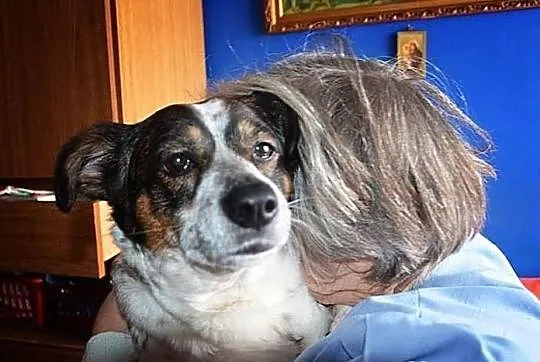 Saba - pilnie czeka na dom!