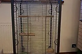 Papuga amazonka