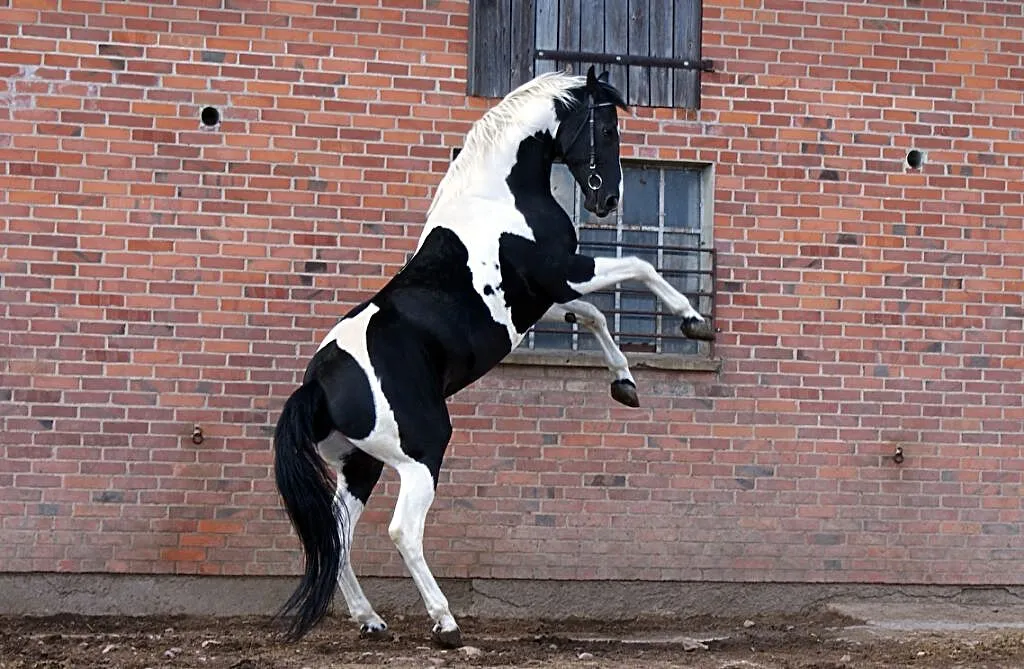 Dolar / SP / homozygota / 83pkt / 174cm, , Błaszki