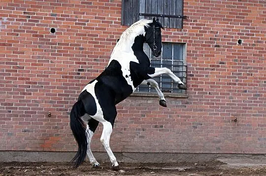 Dolar / SP / homozygota / 83pkt / 174cm, , Błaszki