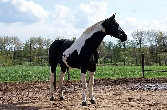 Dolar / SP / homozygota / 83pkt / 174cm, , Błaszki