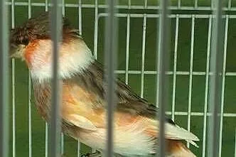 Ptaki Kanarki Amadyny