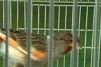 Ptaki Kanarki Amadyny, Warmińsko-mazurskie, Olsztyn
