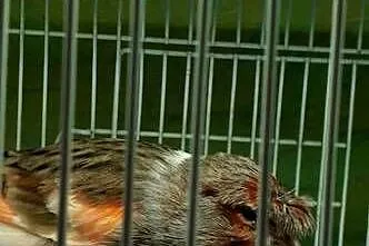 Ptaki Kanarki Amadyny, Warmińsko-mazurskie, Olsztyn