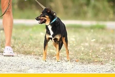 8 kg,młody 1,5 roczny,towarzyski,łagodny piesek DU