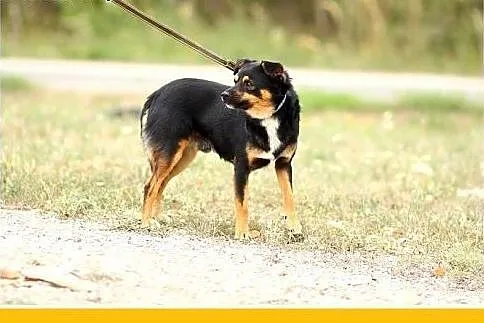 8 kg,młody 1,5 roczny,towarzyski,łagodny piesek DU