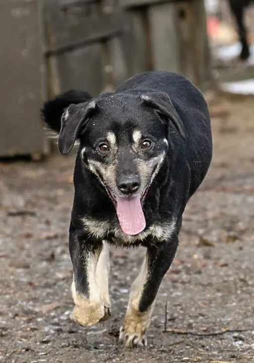 Bella - czarna, nijaka,