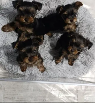 Yorkshire Terrier Piękne zarejestrowane szczenięta na sprzedaż