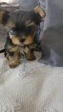 Yorkshire Terrier Piękne zarejestrowane szczenięta na sprzedaż, Mazowieckie, Warszawa