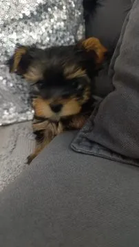 Yorkshire Terrier Piękne zarejestrowane szczenięta na sprzedaż, Mazowieckie, Warszawa
