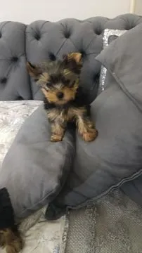 Yorkshire Terrier Piękne zarejestrowane szczenięta na sprzedaż, Mazowieckie, Warszawa