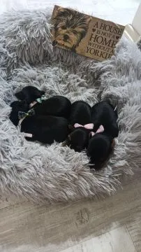 Yorkshire Terrier Piękne zarejestrowane szczenięta na sprzedaż, Mazowieckie, Warszawa