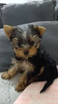 Yorkshire Terrier Piękne zarejestrowane szczenięta na sprzedaż, Mazowieckie, Warszawa