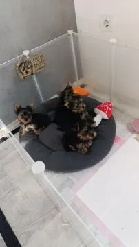 Yorkshire Terrier Piękne zarejestrowane szczenięta na sprzedaż, Mazowieckie, Warszawa