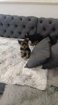 Yorkshire Terrier Piękne zarejestrowane szczenięta na sprzedaż, Mazowieckie, Warszawa