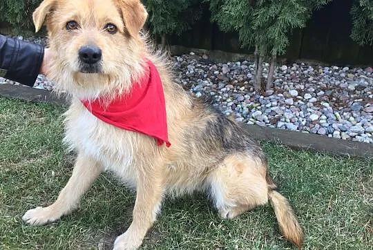 Niekonfliktowy Miluch, dzieciolubny psiak adopcja