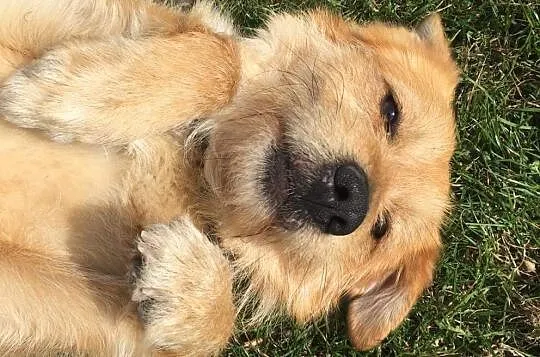 Niekonfliktowy Miluch, dzieciolubny psiak adopcja
