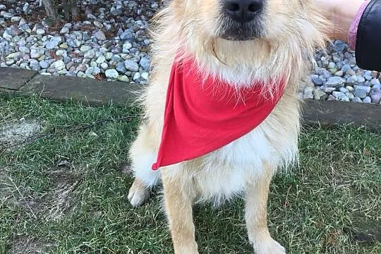 Niekonfliktowy Miluch, dzieciolubny psiak adopcja