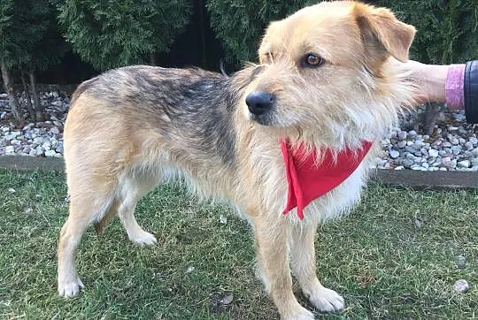 Niekonfliktowy Miluch, dzieciolubny psiak adopcja