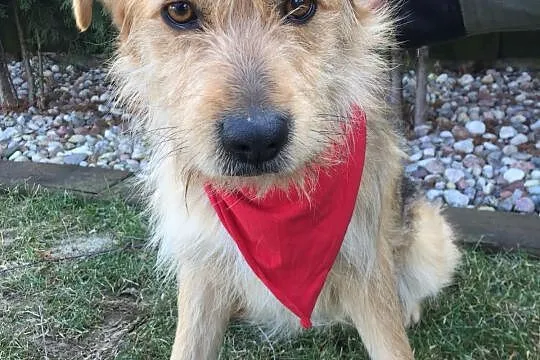 Niekonfliktowy Miluch, dzieciolubny psiak adopcja