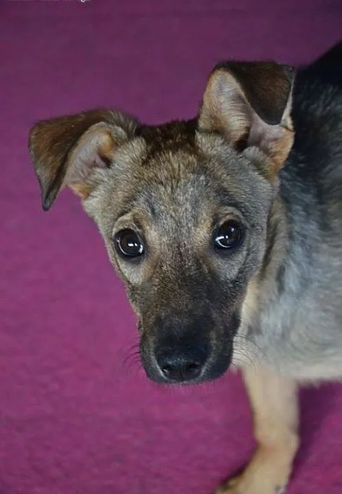 SUZI 6 miesięczna kochana sunia szuka domu. Adopcj