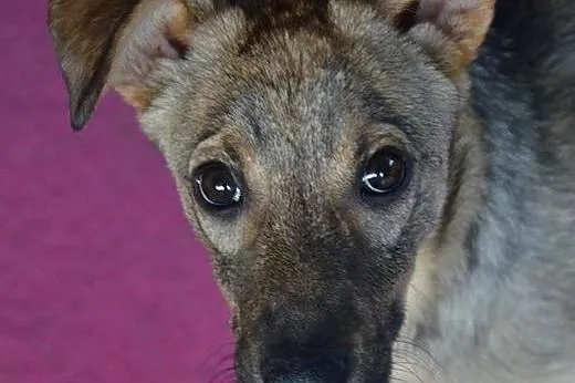 SUZI 6 miesięczna kochana sunia szuka domu. Adopcj