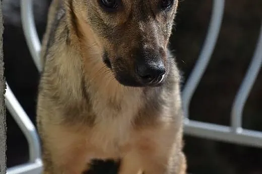 SUZI 6 miesięczna kochana sunia szuka domu. Adopcj