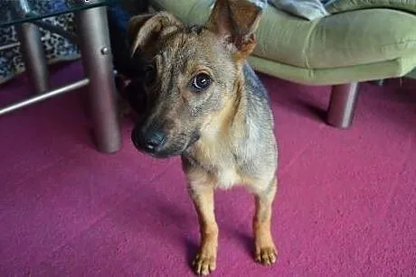 SUZI 6 miesięczna kochana sunia szuka domu. Adopcj