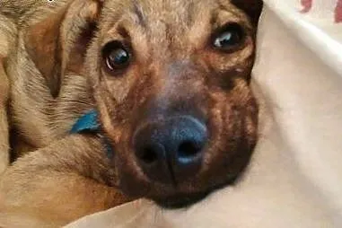 SUZI 6 miesięczna kochana sunia szuka domu. Adopcj