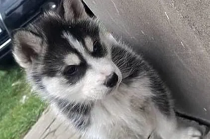 Szczenięta Husky