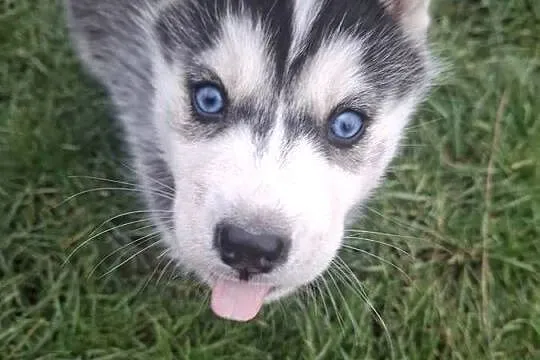 Szczenięta Husky, Świętokrzyskie, Jędrzejów